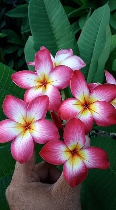 Hawaii Flowers, Săpunuri Handmade, Plumeria Flowers, Flower Therapy, Beautiful Flowers Wallpapers, Hawaiian Flowers, Mandalay, Beautiful Flowers Pictures, Exotic Flowers