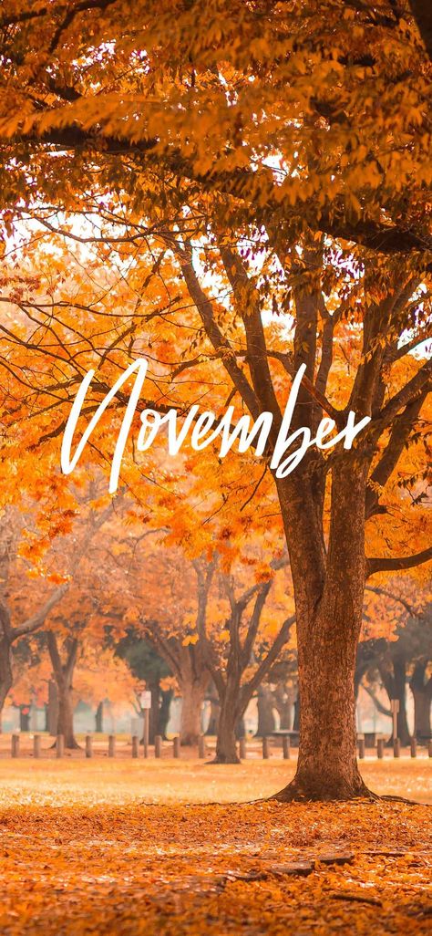 Hello November Wallpaper How To Hang Garland On Mantel, Elf Is Back Ideas, November Flower, Christmas Garland Mantle, Beautiful Screensavers, November Wallpaper, Breakfast Table Setting, Hello November, Thanksgiving Wallpaper