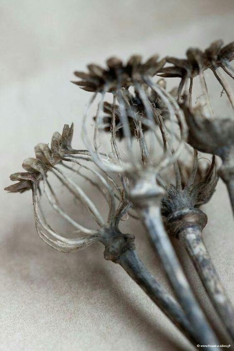 Ivy House, Deco Nature, Deco Floral, Garden Art Diy, Seed Pods, Arte Floral, Natural Forms, Metal Flowers, Ikebana