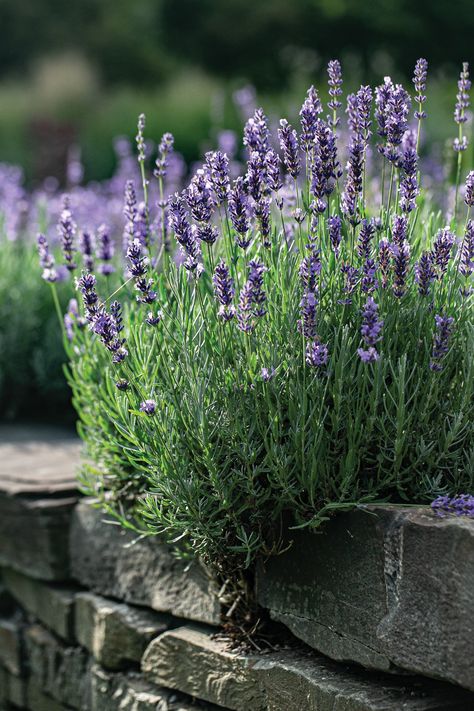 Lavender (Lavandula spp.) growing near a stone wall. Lavender Truffles, Lavender Photography, Aloe Barbadensis Miller, Community Gardens, Growing Lavender, Planting Design, Garden Inspo, Dry Garden, Lavender Garden