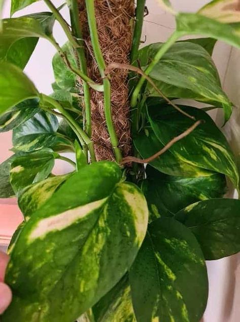 Pothos Growing Aerial Roots (Tips to Deal with Them) – Garden For Indoor Tree Structure, Epipremnum Aureum, Water Drip, Pothos Plant, Rubber Tree, New Roots, House Plant Care, How To Train, House Plant