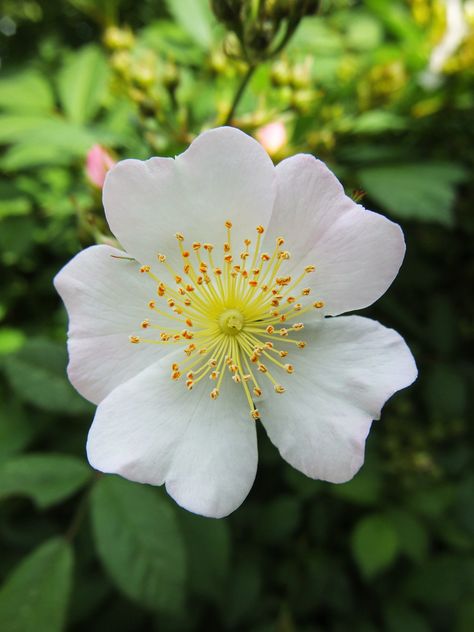 Wild Roses Photography, Wild Rose Photography, Wild Rose Painting, Wild Rose Aesthetic, Dog Rose Flower, Multiflora Rose, Wild Rose Flower, Wild Irish Rose, Musk Rose