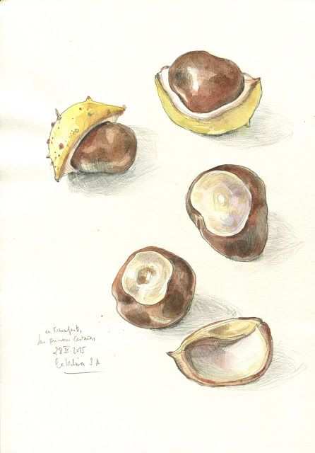 catalina: Herbst 2015 - N.1 Chestnut Drawing, Wildflower Drawing, A Level Art Sketchbook, Vibes Art, Chestnut Horse, A Level Art, The 5th Of November, Ceramic Artists, Botanical Art