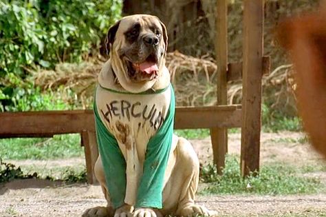 The Best Onscreen Dogs - The 30 Best Dogs From TV and Movies - EW.com Sandlot Dog, Sandlot Costume, Killing Me Smalls, Sandlot, The Sandlot, Baseball Birthday, Soft Enamel Pins, Babe Ruth, Trunk Or Treat