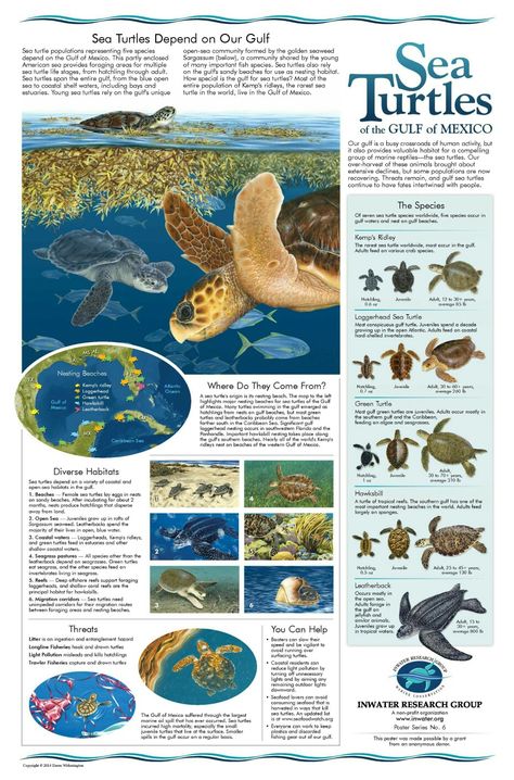 Sea Turtle Infographic World History Facts, Science Infographics, Animal Infographic, Zestaw Ikon, Turtle Love, Marine Biologist, Animal Science, Marine Conservation, Oceanography