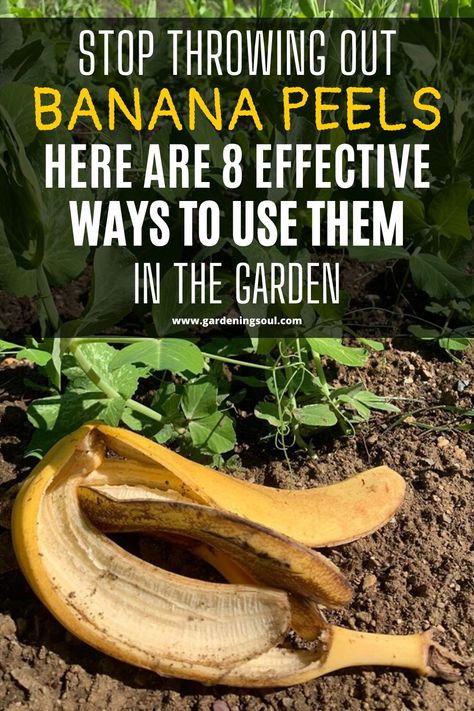 Banana Peels, Compost Pile, Garden Remedies, Vegetable Garden Diy, Garden Compost, Banana Peel, Garden Veggies, Fertilizer For Plants, Garden Help