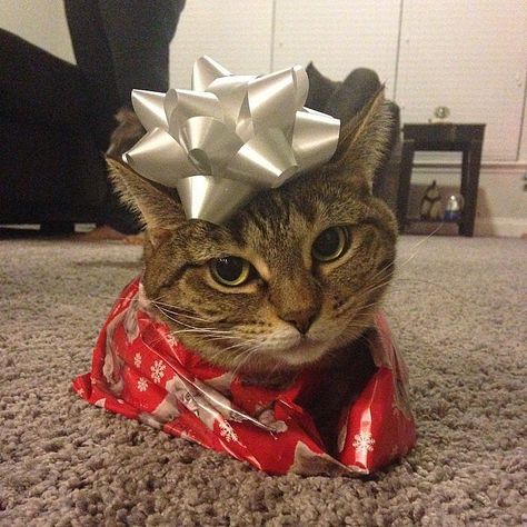 Pets Wearing Christmas Costumes | POPSUGAR Pets Christmas Kitties, Christmas Cuties, Kitten Birthday, Cat Crazy, Christmas Kitten, Cat Christmas Gift, Cats Rule, Brown Christmas, Image Chat