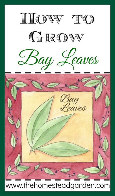 How to Grow Bay Leaves Growing Bay Leaves, Bay Leaf Plant, Bay Leaf Tree, Bay Laurel Tree, Herb Growing, Cooking Spices, Herb Gardens, Herb Gardening, Backyard Garden Landscape