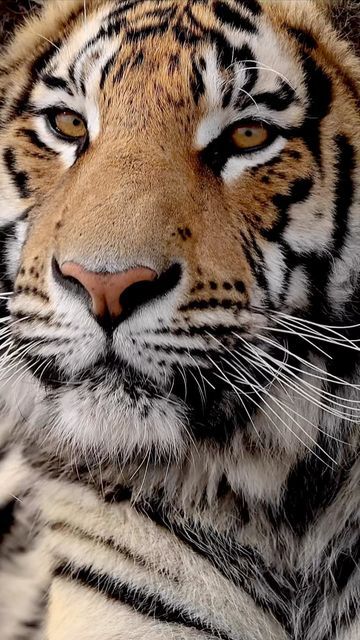 Tiger Spirit Animal, Tiger Video, Tiger Attack, Wildlife Facts, Wild Animal Wallpaper, Wild Animals Photos, Tiger Pictures, Wild Animals Pictures, Pet Tiger