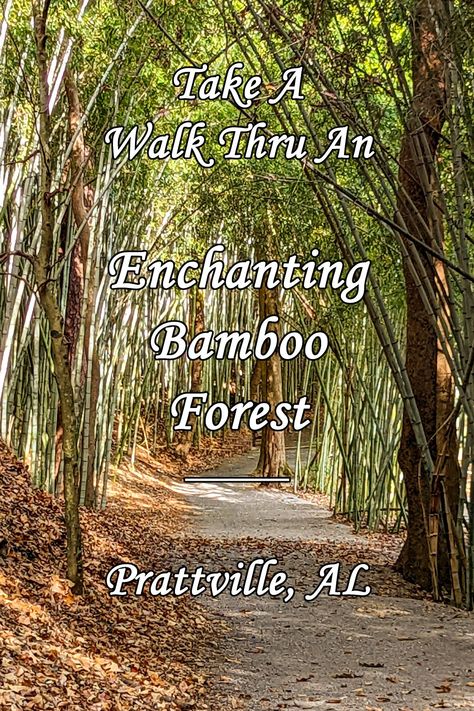 Alabama's Bamboo Forest Prattville Alabama, Bankhead National Forest Alabama, Salmon Challis National Forest, Bamboo Forest Korea, Bamboo Forest Maui, Bamboo Forest Japan, Bamboo Forest, Nature Lover, Alabama