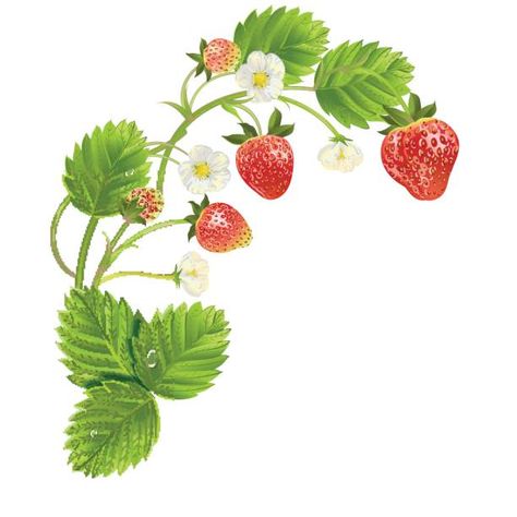 Strawberry Blossom Stock Photos, Pictures & Royalty-Free Images - iStock Strawberry Lunch, Strawberry Pictures, Strawberry Drawing, Vine Drawing, Strawberry Tattoo, Vine Tattoo, Strawberry Art, Strawberry Flower, Vine Tattoos