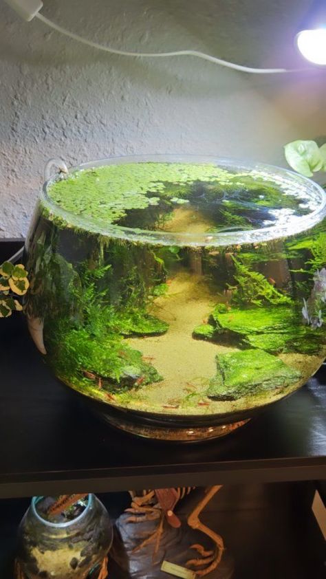 Fish Bowl Aquarium, Bowl Aquarium, Shrimp Aquarium, Shrimp Bowl, Diy Fish Tank, Pinned Post, Nature Aquarium, Aquascaping, Would You Rather