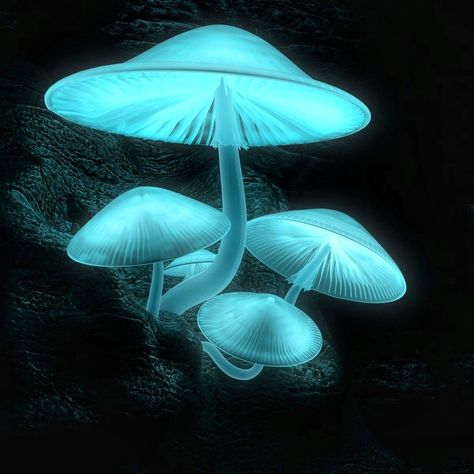 Luminescent mushrooms Mushroom Culture, Mushroom People, Glowing Mushrooms, Mushroom Plant, Mushroom Pictures, Dreamy Aesthetic, Arte Do Kawaii, Arte Peculiar, Mushroom Drawing