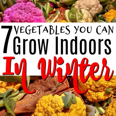 7 Vegetables You Can Grow Indoors In Winter https://dianfarmer.com/7-vegetables-you-can-grow-indoors-in-winter/ #family #financialindependence #debtfreegoals #debtfreeliving #frugalliving #savingstips #savingmoneytips #debtfree #debtfreecommunity #savingplan Growing Vegetables Indoors, Growing Food Indoors, Growing Vegetables In Pots, Indoor Vegetables, Bucket Gardening, Winter Gardening, Indoor Vegetable Gardening, Garden Veggies, Container Gardening Vegetables