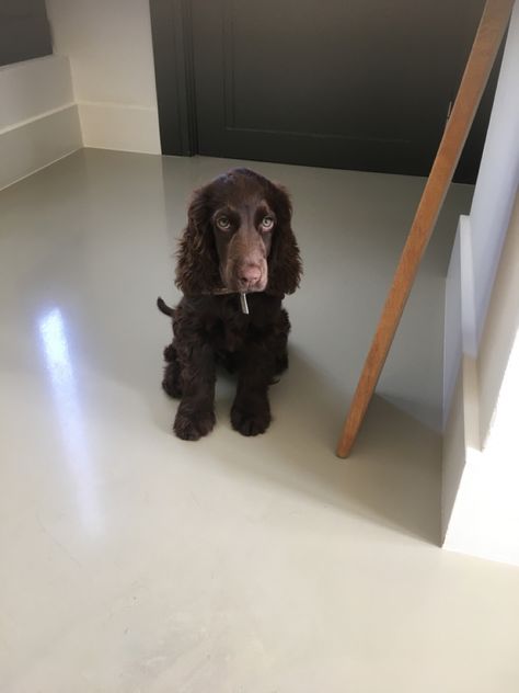 Dark Brown Cocker Spaniel, Chocolate English Cocker Spaniel, Chocolate Cocker Spaniel, Dog Mommy, Puppy Cut, American Cocker Spaniel, Cocker Spaniel Puppies, Cocker Spaniels, Spaniel Puppies