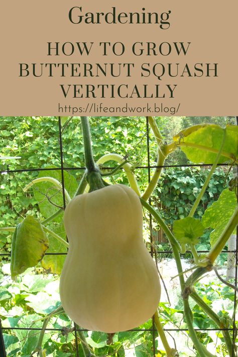 How To Grow Butternut Squash Vertically Grow Butternut Squash, Grow Squash Vertically, Growing Butternut Squash, Growing Squash, Squash Bugs, Squash Plant, Growing Veggies, Plant Diseases, Cold Frame