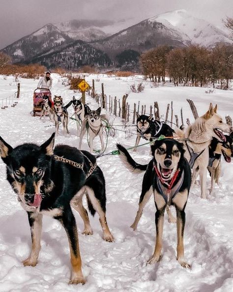 DOG SLEDDING IN DURANGO COLORADO - Dog sledding in Colorado is one of the most Unique Winter Activities you can do! Dog Sledding is one of the best things to do in Durango Colorado in winter. Mush through the snow with Alaskan Huskies - learn more about the dog sledding experience and what to bring dog sledding in Colorado! | dog sledding colorado | things to do durango colorado winter | durango colorado winter vacation | durango colorado winter activities Durango Colorado Winter, Adventure With Dog, Colorado Winter Vacation, Colorado In Winter, Cowboy Town, Great Places To Travel, Colorado Travel Guide, Southwest Colorado, Colorado Winter