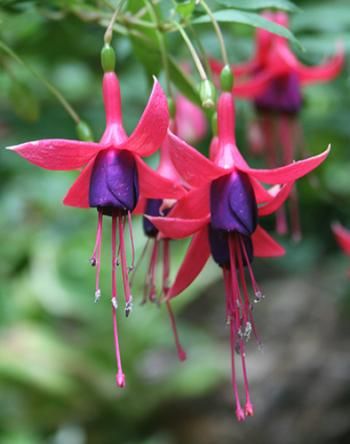 Flowers that Attract Hummingbirds Camellia Tree, Rabbit Resistant Plants, Fuchsia Plant, Hummingbird Plants, Fuchsia Flowers, Terracotta Flower Pots, Winter Plants, How To Attract Hummingbirds, Pink Bouquet