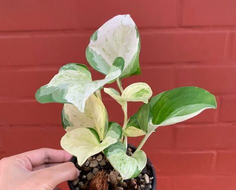 Manjula Pothos vs Njoy: What's The Difference? Njoy Pothos, N Joy Pothos, N'joy Pothos, Manjula Pothos, N’joy Pothos, Heart Leaf Philodendron, Pothos Plant, Mother Plant, Kids On The Block