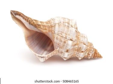 Pleuroploca Trapezium Trapezium Horse Conch Shell Stock Photo 508465165 | Shutterstock Horse Conch Shell, Crop Image, Conch Shell, Shop Icon, Color Palette Generator, Holiday Illustrations, Collage Maker, Image House, Abstract Animals