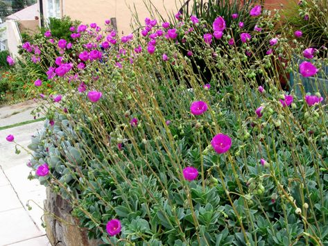 Calandrinia spectabilis (Rock Purslane)  #calandrinia #succulentopedia #succulents #CactiAndSucculents #succulent #SucculentPlant #SucculentPlants #SucculentCollection #SucculentGarden #DesertPlants #BloomingSucculent #SucculentFlower #SucculentFlowers Rock Purslane, Succulent Ground Cover, Blooming Succulents, Garden Succulents, Sandy Soil, Ground Cover Plants, Desert Plants, Landscaping With Rocks, Landscaping Plants