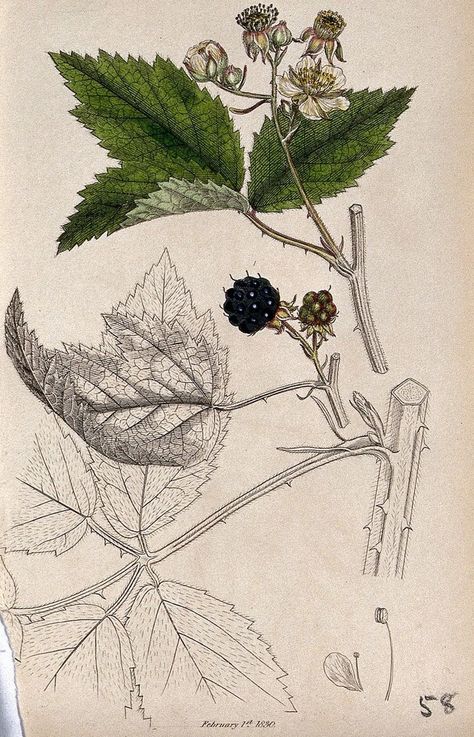 Rubus Fruticosus, Nouveau Illustration, Owl Wings, 1 February, Wellcome Collection, Art Nouveau Illustration, Ivy House, Botanical Illustrations, Bramble