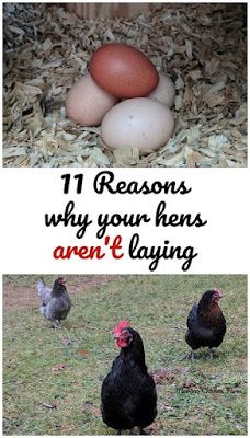 Incubating Chicken Eggs, Homestead Animals, Hatching Chickens, Best Egg Laying Chickens, Poultry Farming, Egg Laying Chickens, Backyard Chicken Farming, Raising Backyard Chickens, Chicken Garden