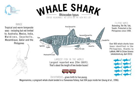 Want to know more about whale sharks? Check out a great infographic by @lamaveproject http://www.lamave.org Whale Shark Information, Whale Shark Anatomy, Whale Shark Poster, Shark Infographic, Whale Shark Aesthetic, Whale Shark Wallpaper, Whale Shark Facts, Shark Information, Fish Posters