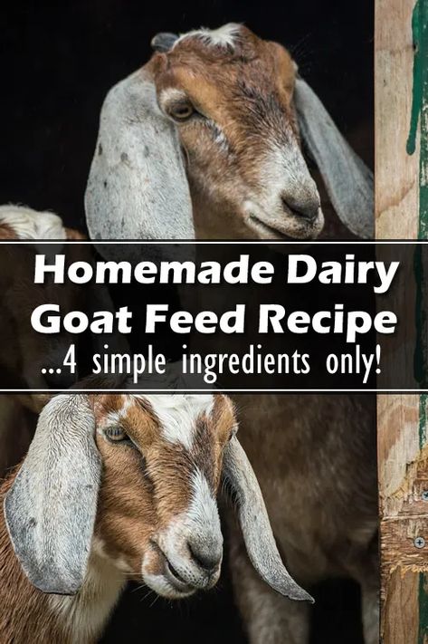 Homemade Goat Feed, Homemade Pig Feed, Goat Playground Ideas Diy, Goats Homestead, Homestead Compound, Goat Supplies, Goat Products, Goat Feed, Goat Milking Stand