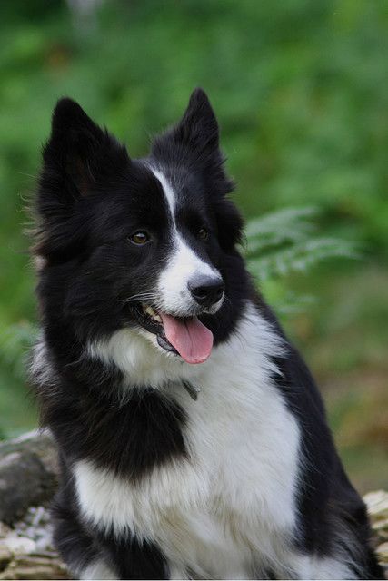 Smartest Dogs, Collie Puppy, Scott Walker, Border Collie Puppies, Bokeh Photography, Collie Puppies, Lovely Photo, Herding Dogs, Australian Shepherds