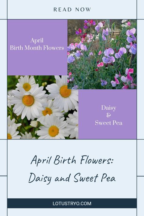 Celebrate April with the beautiful birth flowers, daisies and sweet peas. Daisies represent innocence and purity, making them a perfect symbol of spring's renewal. Sweet peas offer meanings of blissful pleasure and are often associated with dear friends. Discover how to use these wonderful flowers in bouquets to signify cherished moments or gift them to loved ones on special occasions. Learn how these flowers can brighten your garden this April and why they are favorites for birthdays as well. Daisy And Sweet Pea Bouquet, Sweet Pea Meaning, April Birth Flowers, Daisy And Sweet Pea, Sweet Pea Bouquet, Innocent Beauty, Shasta Daisies, April Birth Flower, Flowers Daisies