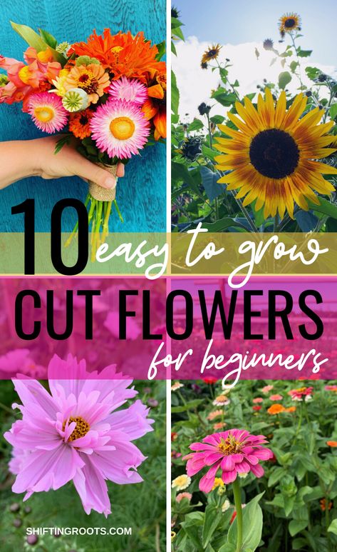 10 Easiest Annual Cut Flowers to Grow From Seed and 2 to Avoid Pick Your Own Flower Garden, Best Flowers To Grow From Seed, Seed Flower Garden, Wild Flower Beds In Front Of House, Easiest Things To Grow In A Garden, Starting A Flower Garden For Beginners, At Home Flower Garden, How To Make A Cut Flower Garden, Flowers To Grow In A Greenhouse