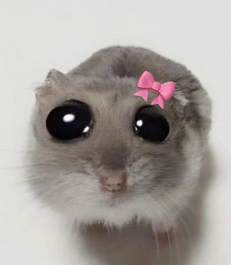 Yt Profile Pic Aesthetic, Funny Animal Photos Hilarious Faces, Pdp Cute, Cute Pfp Animals, Pfp Asthetic Picture, Aesthetic Pfp Funny, Coquette Hamster, Aesthetic Pictures For Pfp, Cute Ig Pfp