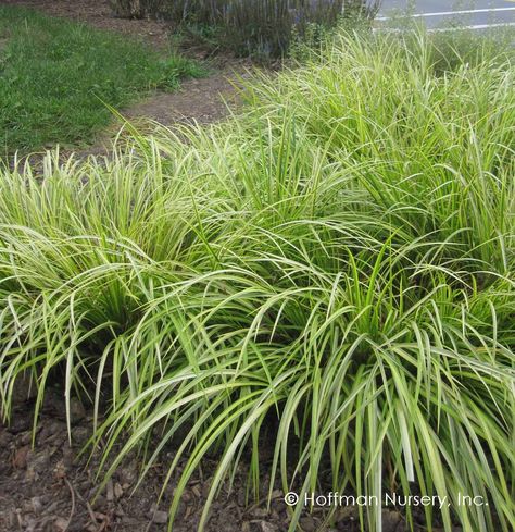 Hoffman Nursery Plants Backyard Plants, Flower Pots Outdoor, Grasses Garden, Outdoor Flowers, Rain Garden, Olive Gardens, Plant List, Beautiful Flowers Pictures, Ornamental Grasses