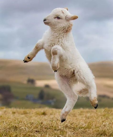 Goats Jumping, Goat Reference, Visuell Identitet, Cute Lamb, Cute Goats, Baby Lamb, Cute Sheep, Sheep And Lamb, Baby Goats