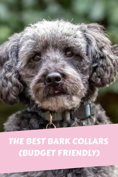 If you are looking into purchasing a bark collar to encourage your dog to be quieter around the house, you must make sure to implement other training Best Small Dogs, Dog Sounds, Training Collar, Dog Training Collar, Dog Barking, Medium Dogs, Dog Trainer, Little Dogs, Training Your Dog