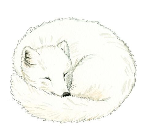 Illustrated sleeping Arctic fox Arctic Animals Illustration, Arctic Fox Drawing Cute, Artic Fox Drawings, Arctic Fox Illustration, Arctic Drawing, Arctic Fox Tattoo, Sleeping Fox Drawing, Arctic Fox Drawing, Fox Line Art