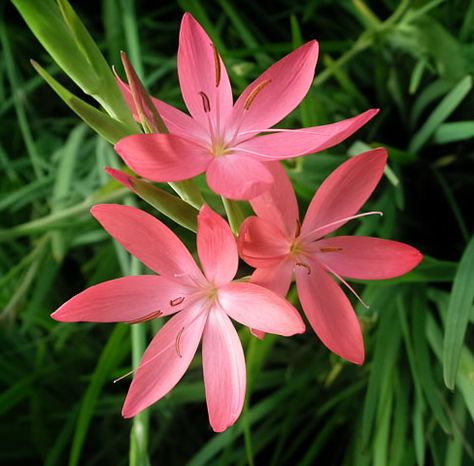 South African Wild Flowers, Schizostylis Coccinea, Kaffir Lily, South African Flowers, African Flowers, Plant List, Color Rojo, Colorful Garden, Disney Wedding