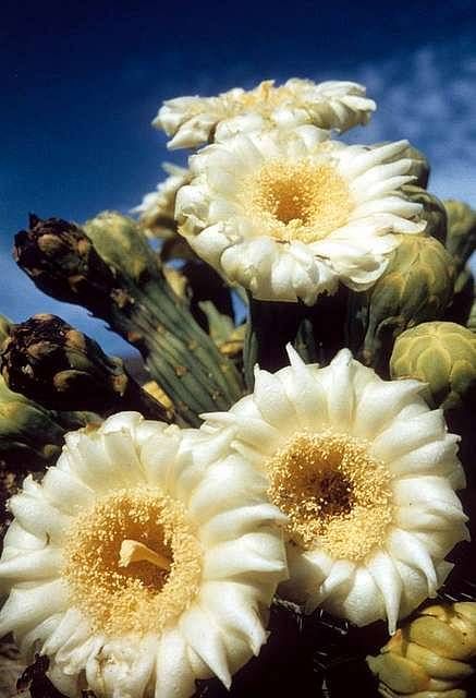 Saguaro cactus (Carnegiea gigantea) in bloom, Oregon Pipe Cactus National Monument, 2016. Saguaro Cactus Flower, Saguaro Flower, Organ Pipe Cactus, Cactus Bloom, Rock Plants, Arizona Cactus, Flower Blooming, Cactus Blossoms, Indian Paintbrush