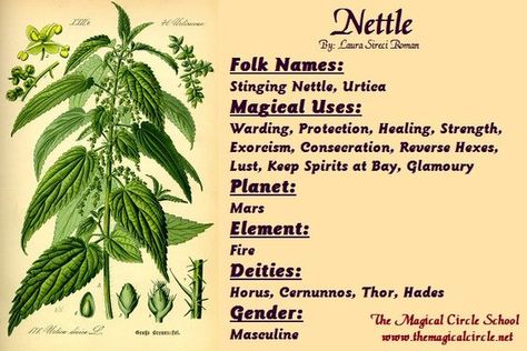 Magical Properties Of - Nettle Nettle Magical Properties, Magical Circle, Magickal Herbs, Witch Herbs, Plant Magic, Magic Herbs, Magical Herbs, Herbal Magic, Practical Magic