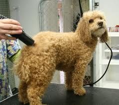 Ten Easy Steps to Groom your Poodle Like a Professional Poodle Grooming Diy, How To Groom A Poodle At Home, Standard Poodle Grooming, Moyen Poodle, Dog Grooming Diy, Poodle Hair, Poodle Haircut, Mini Poodle, Poodle Cuts