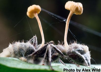 Fungus Manipulates Ants to Die Near their Nests, Ensuring New Hosts – Entomology Today Slime Mold, Ant Control, Carpenter Ant, Insect Photography, Termite Control, Slime Mould, Mushroom Fungi, Arthropods, Story Board