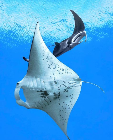 Two giant manta rays dancing together in the waters off of Maui. #adventurehawaii 📸@bayday808 Underwater Dance, Tattoo Sea, Giant Manta, Dancing Together, Manta Rays, Save The Whales, Comic Cover, Manta Ray, Aquatic Animals