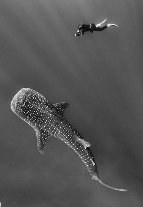 WHALE SHARK Wow Photo, Whale Sharks, Shark Tattoos, A Whale, Aquatic Animals, Whale Shark, Marine Animals, Gentle Giant, Ocean Creatures