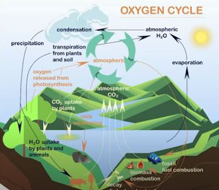 oxygen cycle Oxygen Cycle, Organic Molecules, Cellular Respiration, Marine Plants, Math And Science, Science Videos, Water Cycle, Fossil Fuels, Life Hacks For School