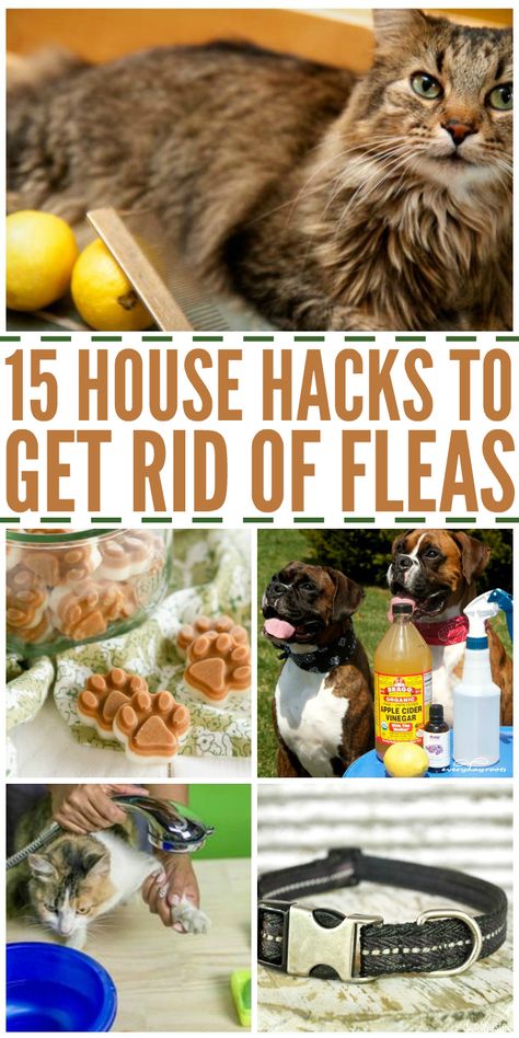 Rid your pets of those nasty fleas with these affordable and easy DIY flea removal tips and tricks. Homemade Flea Spray, Natural Flea Remedies, Dog Flea Remedies, Home Remedies For Fleas, Flea Removal, Get Rid Of Fleas, Flea Remedies, Pet Remedies, Dog Remedies