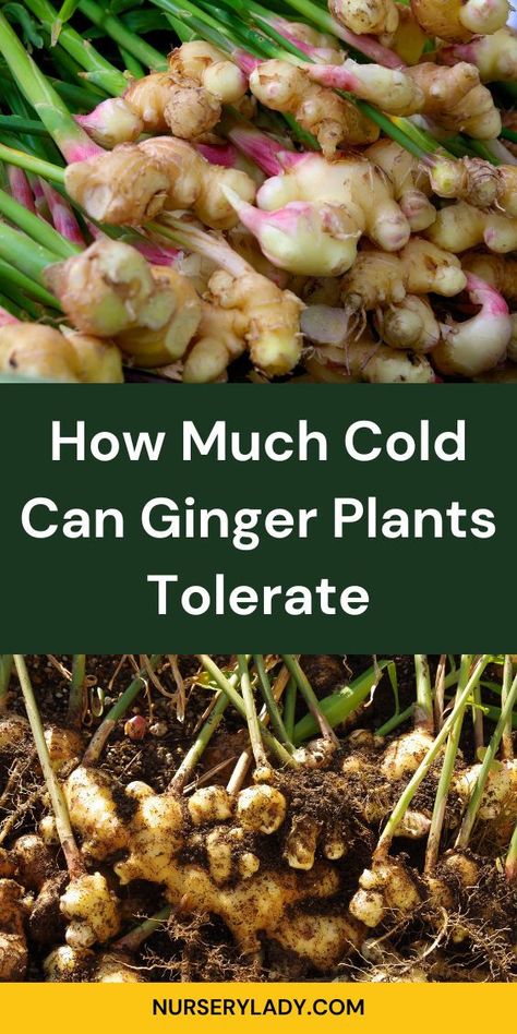 "Discover how much cold ginger plants can tolerate in this informative guide. Learn about growing ginger, whether in your garden or indoors, and understand the ideal conditions for thriving ginger roots. Explore tips for protecting your ginger plants from cold temperatures and ensuring healthy growth. Perfect for gardening enthusiasts looking to cultivate ginger plants successfully! " Ginger Plants, Growing Ginger Indoors, Ginger Roots, Growing Ginger, Ginger Plant, Winter Care, Flowering Plants, Sweet Fragrances, Planting Flowers