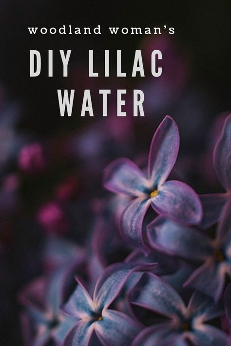 Preserve the beautiful smell of lilac with this lilac water recipe. Use it as a light room freshener or face spray. Lilac Perfume Diy, Lilac Uses, Lilac Water, Flowers Recipes, Lilac Perfume, Edible Flowers Recipes, Room Freshener, Face Spray, Light Room