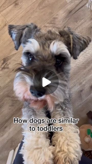 Miniature Schnauzer Funny, Cute Schnauzer Drawing, Schnauzer Videos, Schnauzer Drawing, Schnauzers Funny, Schnauzer Mix, Mini Schnauzer Puppies, Schnauzer Puppies, Standard Schnauzer