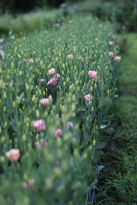 Floret Flower Farm, Lisianthus Plant, Backyard Flower Farm, Flower Farm Aesthetic, Flower Farm Layout, Cut Flower Garden Ideas, Lisianthus Flower, Rose Like Flowers, Flower Garden Layouts